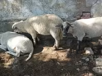 قوچ, Tsigai sheep — عکس 7