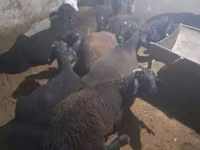 قوچ, گوسفند — عکس 3