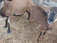 Qoç, Cameroon sheep — foto 1