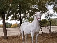 Klisna, Lipizzaner — foto 1