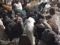 Chickens — foto 1