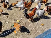 Chickens — 사진 1