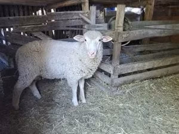 Ram, Ile-de-France sheep — Hungary