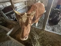 گاو نر, Latvian Blue cattle — عکس 1