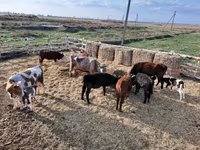 Lembu ternakan (lot, jantina tidak dinyatakan), Cattle — foto 1