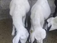 قوچ, گوسفند — عکس 3