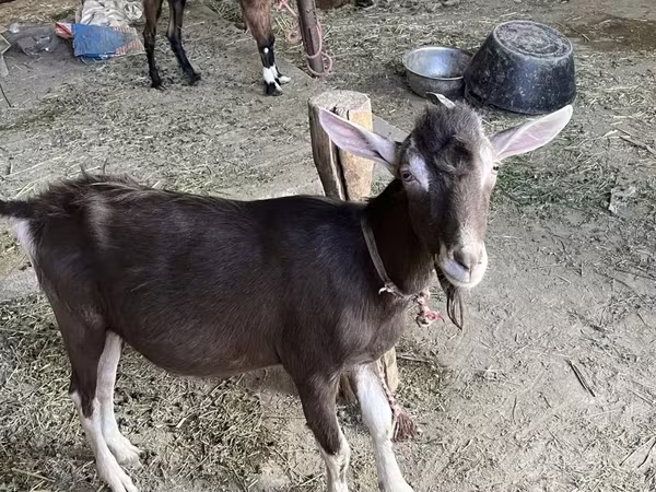 Oğlak, Keçiler