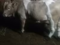 گاو نر, Simmental cattle — عکس 1