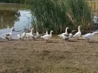 Geese — picha 2
