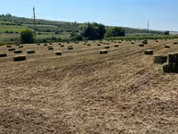Lucernă roada 2026 — تصویر 3