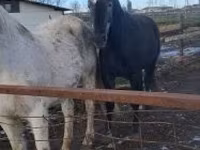 Cavallo, Lipizzaner — foto 2
