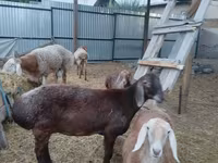 Får, Arashan sheep — foto 4