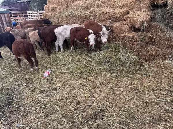 Lembu jantan, Hereford