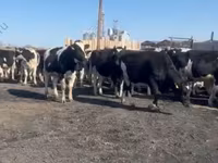 Vaca, Raza Holstein — foto 4