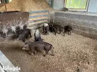 수퇘지, Мангалица — 사진 7