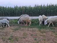 Ram, Schapen — foto 3