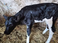 ძროხა, Russian Black pied cattle — ფოტო 2