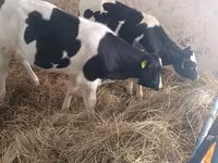 गाय, Russian Black pied cattle — फ़ोटो 7
