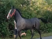 Hingst, Lipizzaner — foto 2