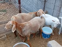 公羊, Arashan sheep — 照片 4