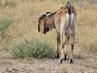 Billy Goat, Nubian Goat — photo 3