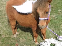 암말, Miniature horse — 사진 8