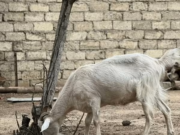 Capra, Saanen goat