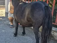 Էգ ձի, American shetland pony — լուսանկար 3