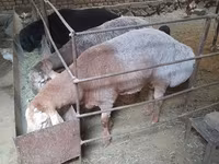 Kambing jantan, Sheep — foto 1