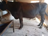 गाय, Swiss cattle — फ़ोटो 6