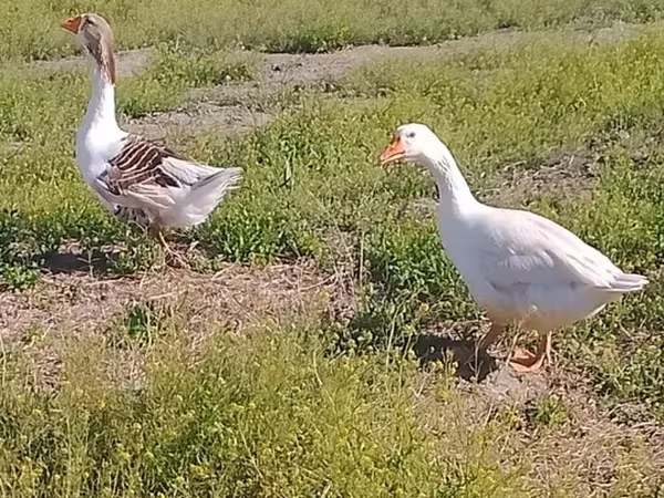 Geese — Azerbaijan