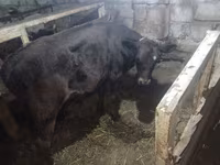 암소, Simmental cattle — 사진 6