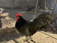 Chickens — عکس 1