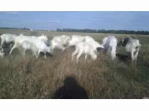 Billy Goat, Goats — Russia