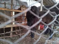 Ram, Arashan sheep — foto 3
