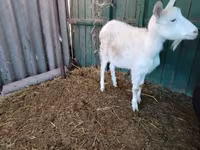 Էգ այծ, Pomellata goat — լուսանկար 8