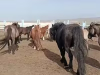 اسب نر, اسب — عکس 1
