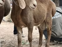 Vædder, Arashan sheep — foto 2