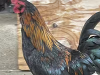 Japansk Bantam — foto 7