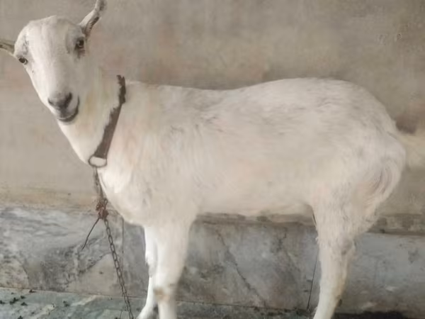 Kambing jantan, Barbari goats