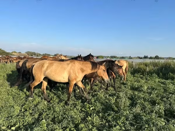 Cavallo, Bashkir horse