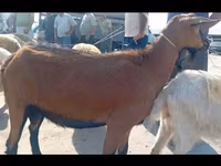 Capra, Capre — foto 1