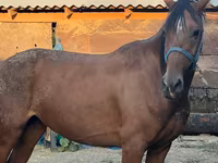 Jument, Thoroughbred horse — photo 2