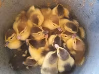 Ducks — عکس 1