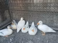 Ducks — الصورة 2