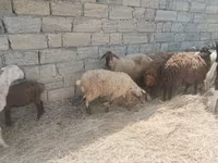 Biri-biri (lot, jantina tidak dinyatakan), Sheep — foto 5