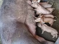 Schweine (Partie, Geschlecht nicht angegeben), Schweine — Foto 7