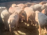 Kambing betina, Sheep — foto 2