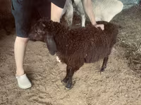 Widder, Schafe — Foto 6