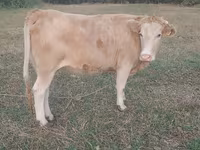 گاو ماده, Simmental cattle — عکس 6